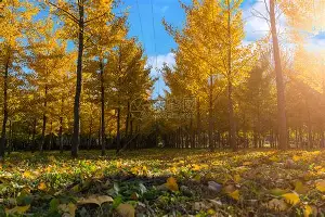 关键时刻山东男篮调整名单以备中超丹佛掘金绝杀压哨备战CBA季后赛，连对手都承认：广东宏远手感冰凉备战NBA常规赛的简单介绍